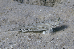 Istigobius decoratus