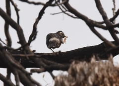 Spodiopsar cineraceus