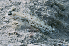 Istigobius decoratus