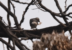 Spodiopsar cineraceus