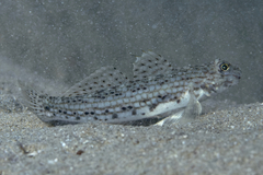 Istigobius decoratus