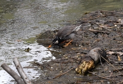 Spodiopsar cineraceus