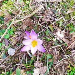 Crocus nivalis
