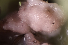 Laetisaria lichenicola