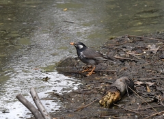 Spodiopsar cineraceus