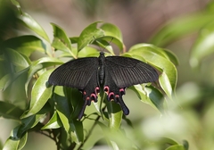 Papilio bianor
