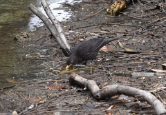 Turdus mandarinus