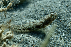 Psilogobius