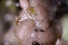 Laetisaria lichenicola