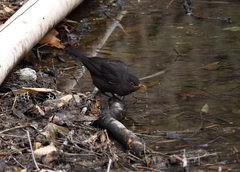 Turdus mandarinus