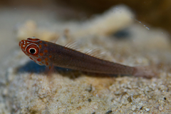 Trimma flavicaudatum