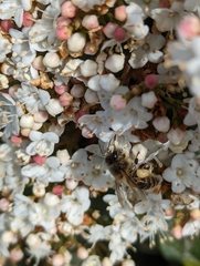 Apis mellifera