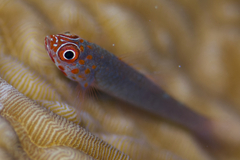 Trimma flavicaudatum