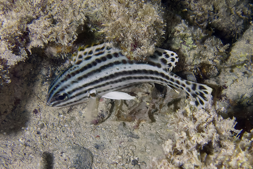 Photo of Striped Sweetlips (Plectorhinchus gaterinus)