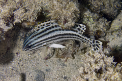Plectorhinchus gaterinus