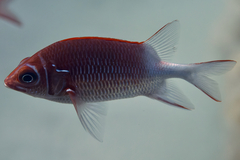 Sargocentron caudimaculatum