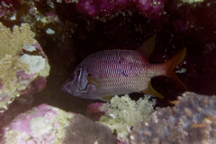 Sargocentron spiniferum