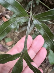 Pteris dimorpha prolongata