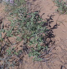 Heliotropium dasycarpum