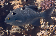 Kyphosus cinerascens