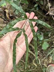 Pteris dimorpha prolongata