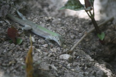 Podarcis siculus siculus