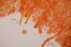 Laetisaria lichenicola