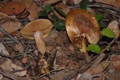 Calonarius splendificus