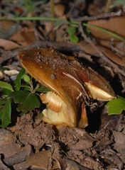 Calonarius splendificus