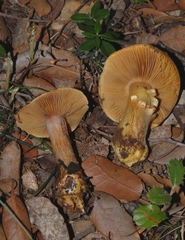 Calonarius splendificus