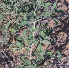 Heliotropium dasycarpum