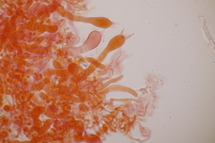 Laetisaria lichenicola