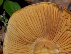 Calonarius splendificus