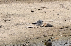 Motacilla alba ocularis