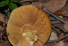 Calonarius splendificus