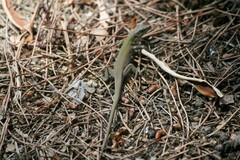 Podarcis siculus siculus