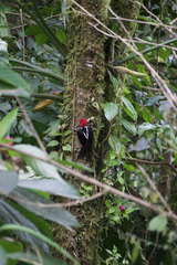 Campephilus