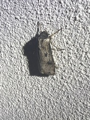 Agrotis malefida