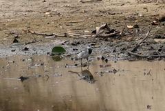 Motacilla alba ocularis
