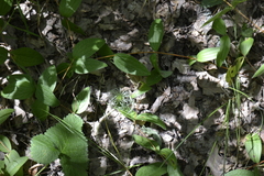 Clematis integrifolia