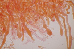 Laetisaria lichenicola