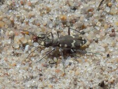 Cicindela hybrida
