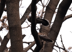 Streptopelia orientalis