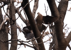 Streptopelia orientalis