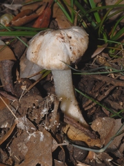 Inocybe pudica