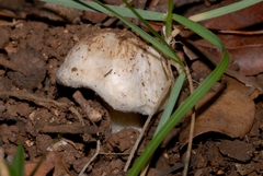 Inocybe pudica