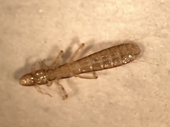 Columbicola columbae