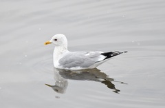 Larus canus