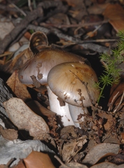 Cortinarius dryosalor