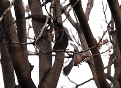 Streptopelia orientalis